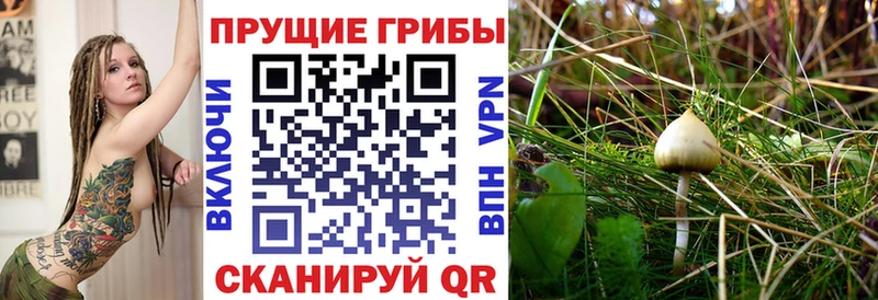 магазин    Нарьян-Мар  Галлюциногенные грибы Psilocybine cubensis 